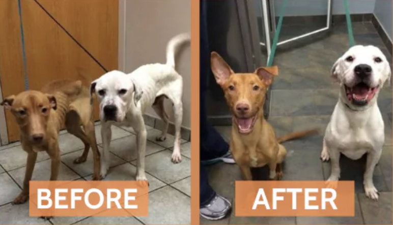 Rico and Luna — before and after rescue