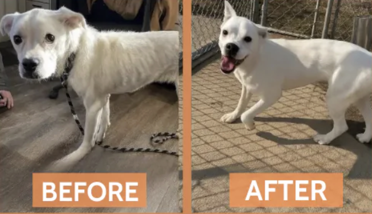 Bella — before and after rescue