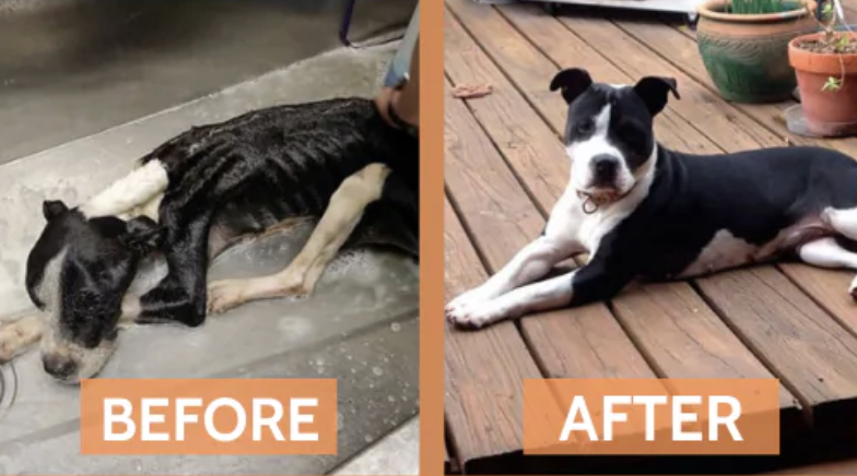 Max — before and after rescue